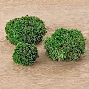Levend kussenmos | Premium vers levend mos voor terrarium • Bunmos • Kussenmos - urbanjngl.com