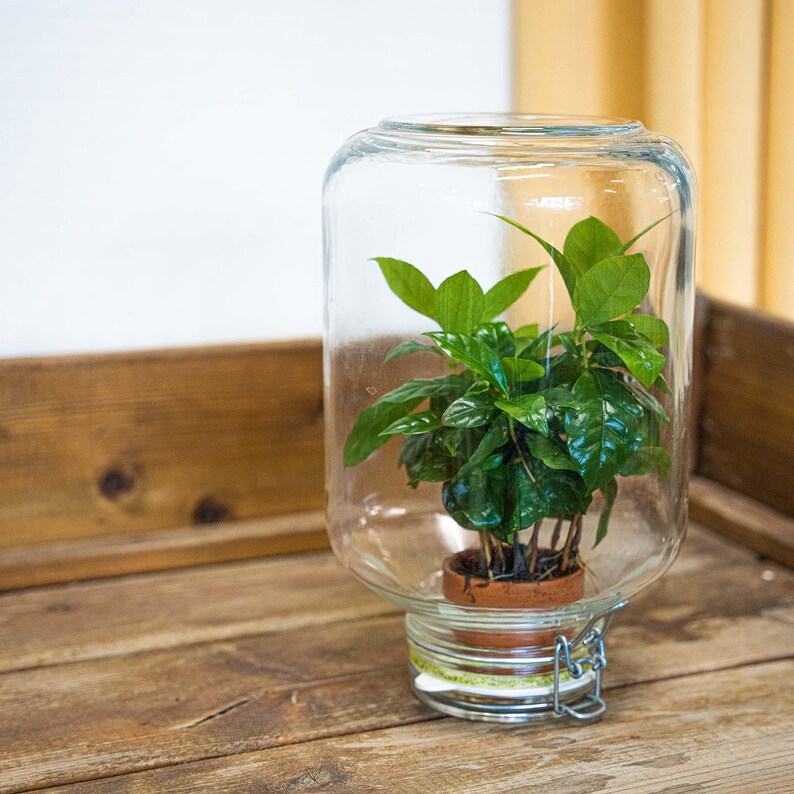 May include: A small potted plant with vibrant green leaves is enclosed within a large, clear glass jar. The jar has a wide base and a rounded top, secured with a metal clasp. The plant sits on a wooden surface.