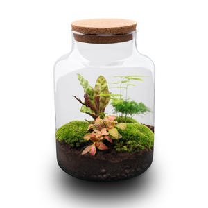 Ecosysteem plant • Do-It-Yourself pakket • Planten terrarium • ↑ 30 cm • Milk