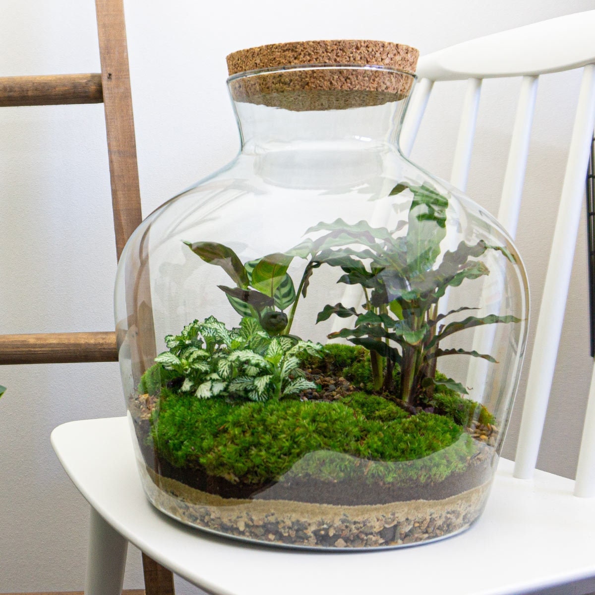 Terrarium DIY Kit Ecosystem With Plants 30 Cm Fat Joe Etsy Canada