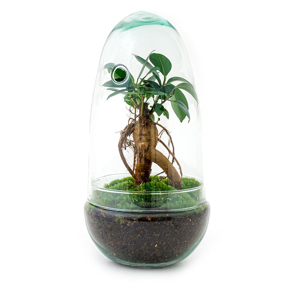 glückskastanie winterhart Pachira Aquatica – Glückskastanie Ø:12 H:45 cm