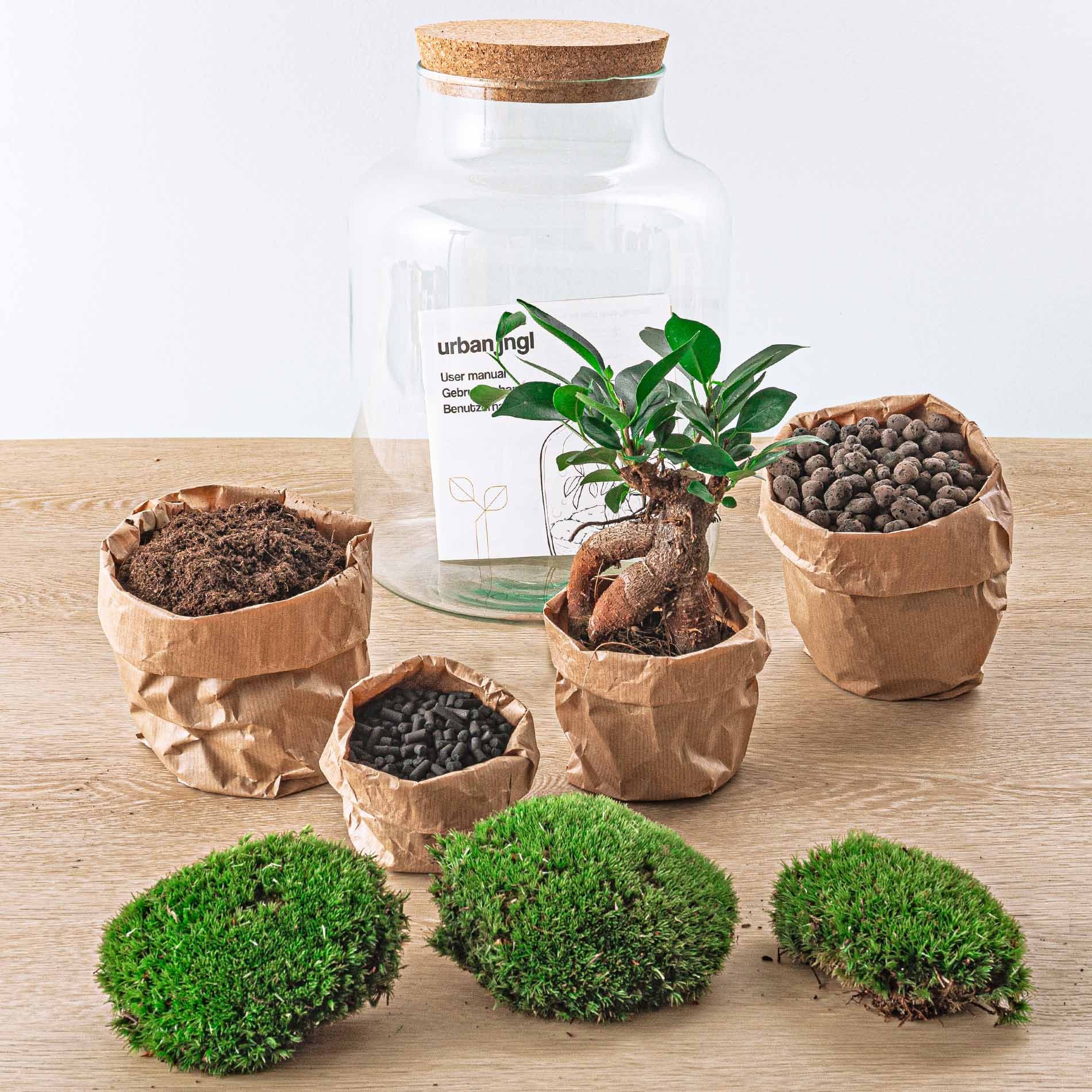 DIY Terrarium Kit: Build Your Own Terrarium with Ficus Bonsai