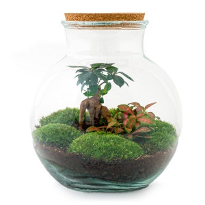 Terrarium DIY Kit • Teddy Bonsai • Ecosystem with plants • ↑ 26,5 cm • Do-It-Yourself • Moss • Terrarium Plants • Closed Terrarium