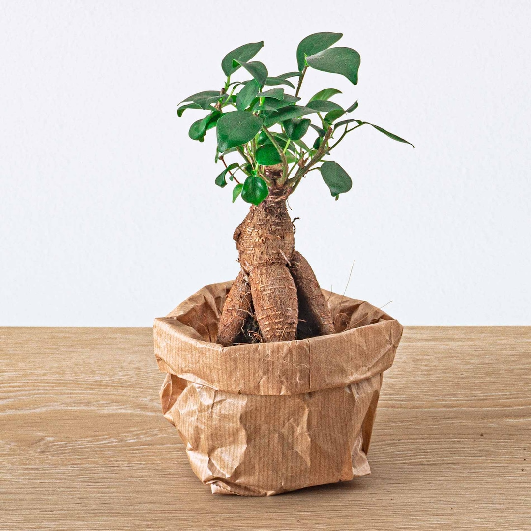 Terrarium DIY Kit • Dome XL Ficus Ginseng bonsai • ↑ 28 cm – urbanjngl