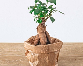 Ficus Ginseng Bonsai / Microcarpa / ↑ 15 cm - Ø 6 cm / Pianta da terrario / Pianta da appartamento