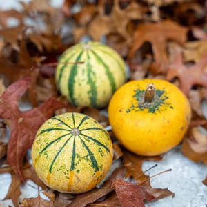 Pumpa miniset (3 st, 6–8 cm) - Naturlig höstdekoration för hemmet