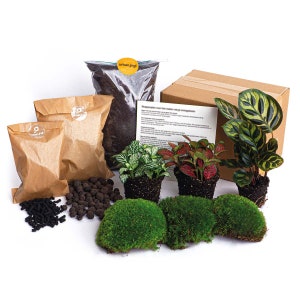 Puede incluir: Kit de terrario con tres plantas, musgo, tierra, carbón vegetal e instrucciones. Las plantas son una planta variegada blanca y verde, una planta roja y verde y una planta verde y marrón. El kit viene en una caja de cartón marrón con las palabras "urbanjungl" en la parte delantera.