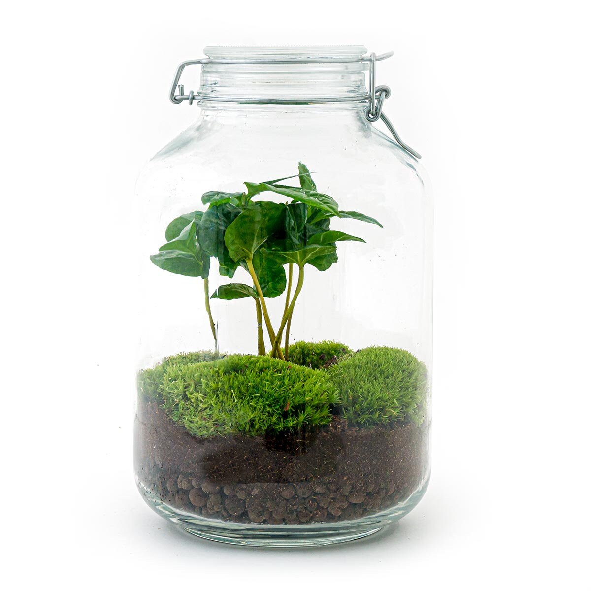 Flaschengarten   28 cm  Jar Coffea Arabica (Kaffeepflanze)   Pflanzenterrarium mit Pflanzen im Glas  kosystem mit Pflanzen - Etsy  sterreich