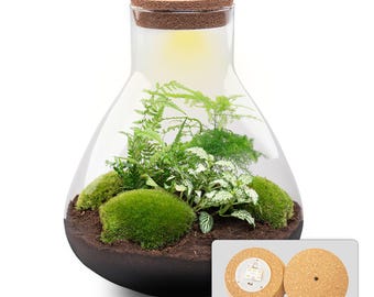 Terrarium DIY Kit •  Sam XL • ↑ 32 cm  • Sam XL • Closed Terrarium • Ecosystem with plants • Fern • Fittonia • Asparagus - urbanjngl.com