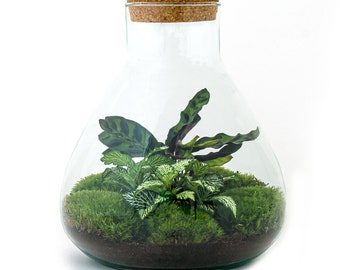 Terrarium DIY Kit • Sammie • ↑ 26 cm • Ecosystem with plants • Closed Terrarium • Calathea • Fittonia • Moss - urbanjngl.com