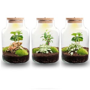 Flaschengarten Selber Machen: DIY- Anleitung Für Ewiges Terrarium