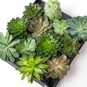Può includere: Un vassoio quadrato nero pieno di varie piante grasse verdi. Le piante grasse variano per forma, dimensione e tonalità, dal verde chiaro al verde smeraldo intenso. Alcune hanno foglie fitte, altre forme aperte a rosetta. La composizione è su sfondo bianco.