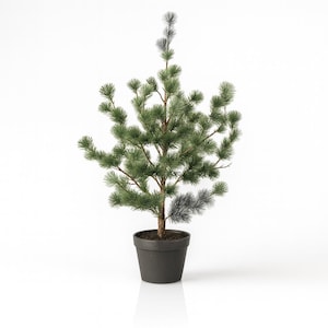 Op de afbeelding: Een kleine, in pot geplante groenblijvende boom met heldergroene naalden en een donkergrijze pot. De boom heeft een slanke stam en een volle, symmetrische vorm, ideaal voor binnendecoratie. De pot heeft een eenvoudig, modern ontwerp.
