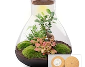 Sam XL Bonsai - Flaschengarten (mit Licht) - DIY Terrarium mit Pflanzen im  Glas -  30 cm  32 cm - Etsy.de