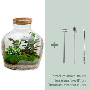 Kit DIY para terrario Ecosistema con plantas 30 cm Fat Joe Terrario cerrado Kit Hágalo usted mismo Calathea Fittonia Musgo +Rake/Shovel/Tweezer