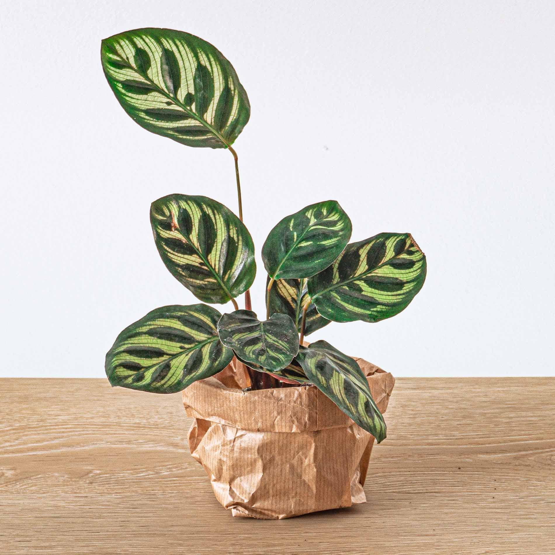 Peacock calathea - Etsy.de