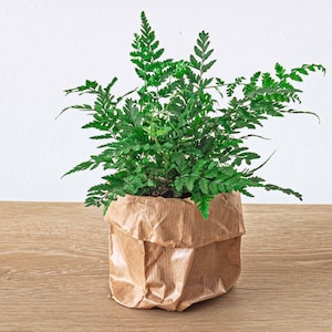Felce - Athyrium spicatum - Pianta da terrario - urbanjngl.com