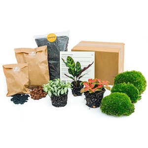 DIY (closed) terrarium refill & starters kit with plants • Calathea Lancifolia • 3 plants • Step by step guide • Do-It-Yourself Pack | Gift