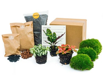 Kit de recarga y iniciación para terrario DIY (cerrado) con plantas • Calathea Lancifolia • 3 plantas • Guía paso a paso • Paquete / Regalo Hágalo usted mismo