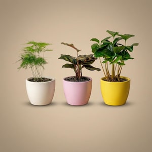 Op de afbeelding: Drie planten in potten op een rij. De eerste is een varen in een witte pot, de tweede is een plant met donkere bladeren in een roze pot en de derde is een plant met groene bladeren in een gele pot. Alle potten zijn van keramiek.