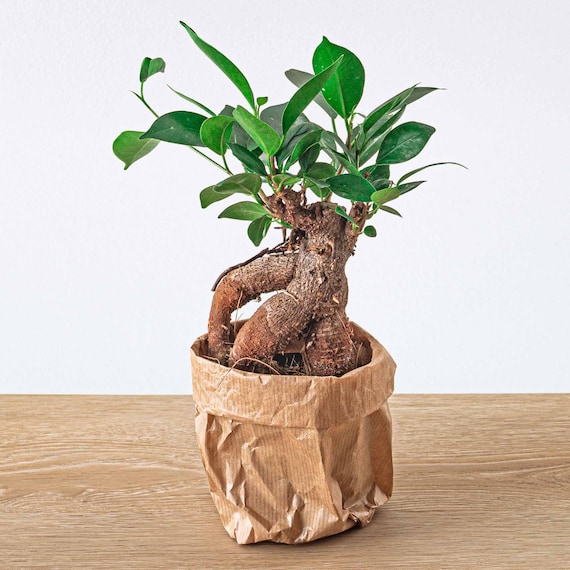 Ficus Microcarpa Ginseng Bonsai - 20 Cm - Urbanjngl.com - Etsy