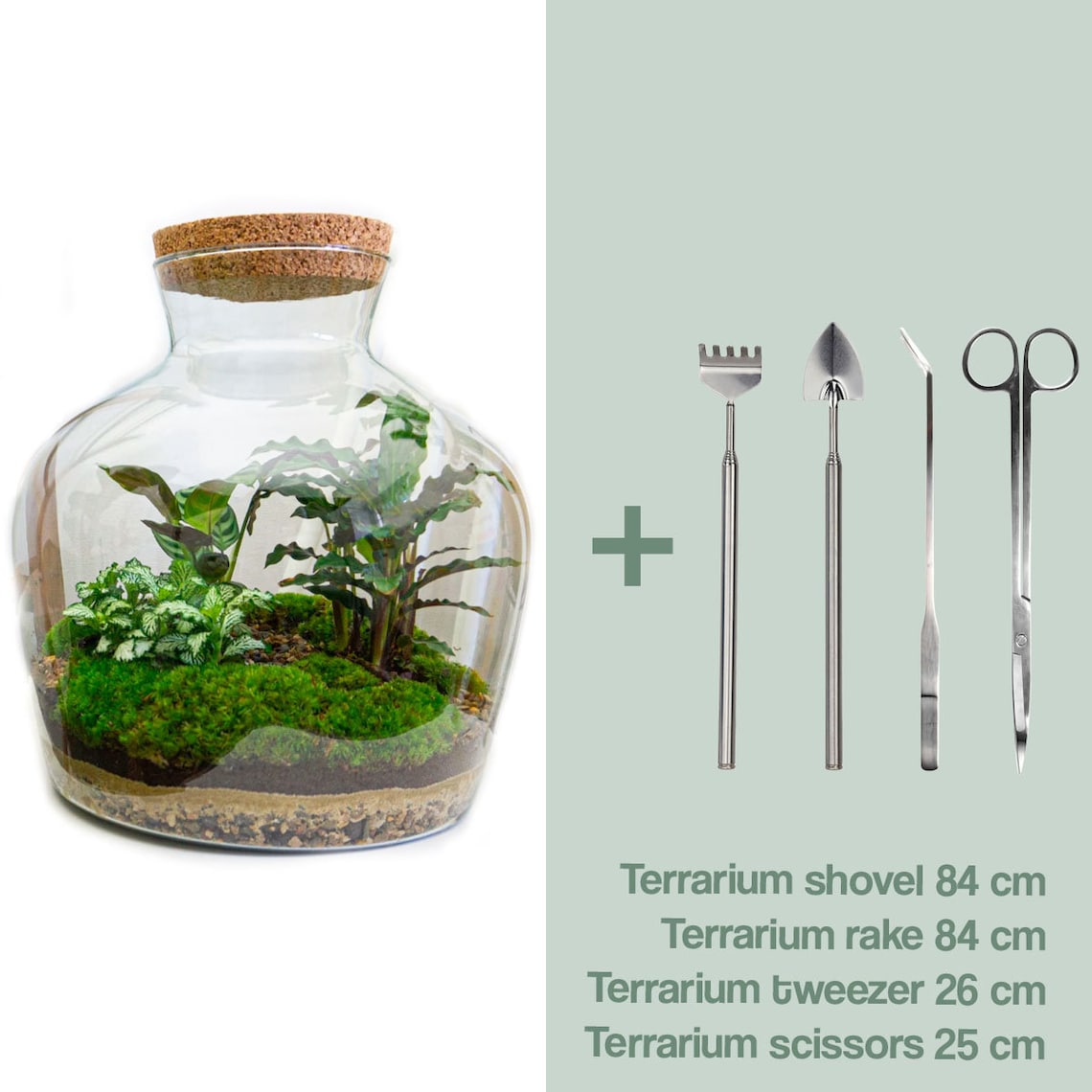 Terrarium DIY Kit Ecosystem With Plants 30 Cm Fat Joe - Etsy Canada