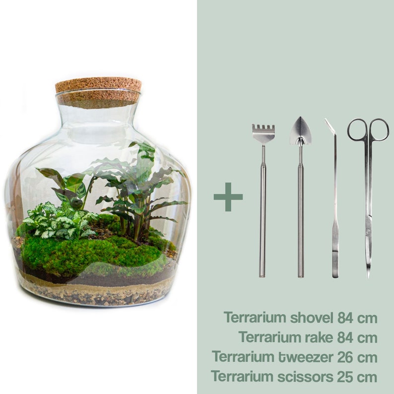 Kit DIY para terrario Ecosistema con plantas 30 cm Fat Joe Terrario cerrado Kit Hágalo usted mismo Calathea Fittonia Musgo +R/S/T/Scissors