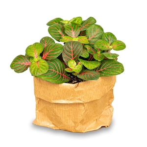May include: A green and red houseplant with red veins on the leaves is potted in a brown paper bag.