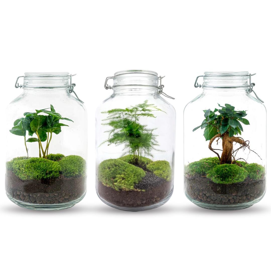 Flaschengarten   28 cm  Jar Calathea  Pflanzenterrarium mit Pflanzen im  Glas  kosystem mit Pflanzen  DIY terrarium set - Etsy.de