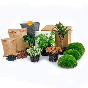 DIY terrarium refill & starters kit • Jungle 5 • Palm - Fern - Coffea - 2x Fittonia • Closed terrarium plants • Do-It-Yourself Pack | Gift