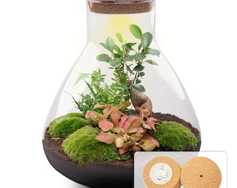 dead plants club Plant Killers Club Monthly Subscription – This Doesn't Succulent main image 0
