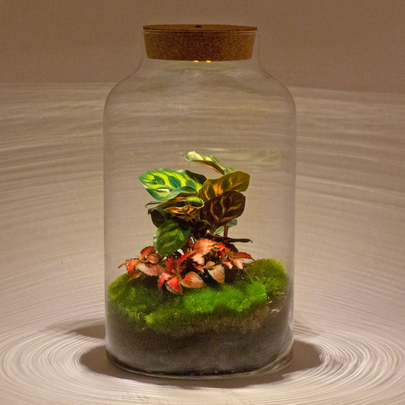 Terrarium  Milky Calathea With Light  DIY Bottle Garden Kit LED Lighting    31 Cm  Closed Cork Top Terrarium - Urbanjngl.com - Etsy