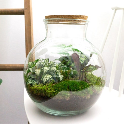 Terrarium DIY Kit Ecosystem With Plants 30 Cm Fat Joe Etsy Ireland