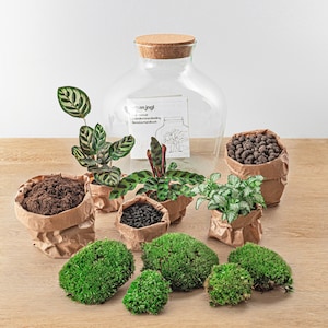 Kit DIY para terrario Ecosistema con plantas 30 cm Fat Joe Terrario cerrado Kit Hágalo usted mismo Calathea Fittonia Musgo imagen 2