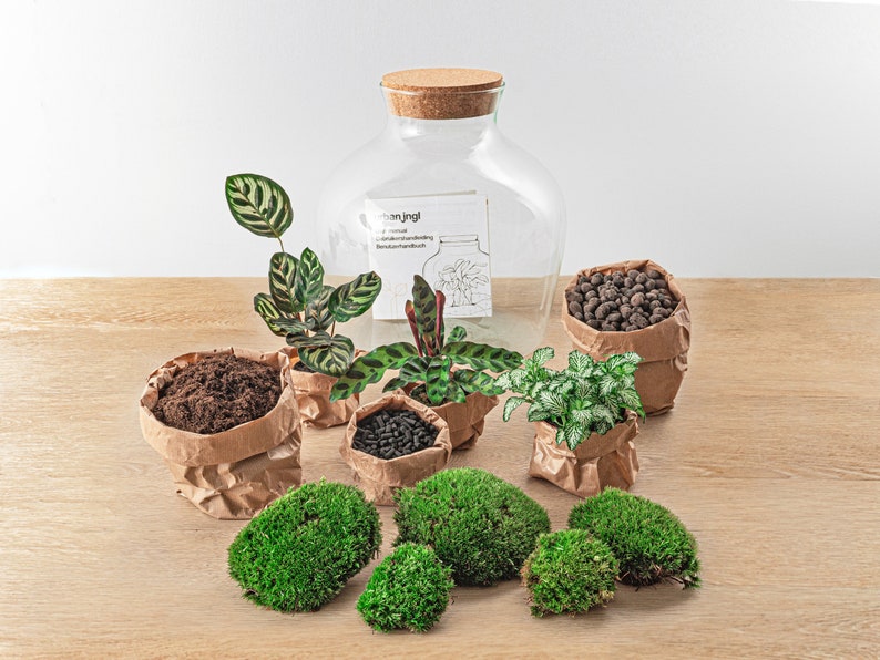 Kit DIY para terrario Ecosistema con plantas 30 cm Fat Joe Terrario cerrado Kit Hágalo usted mismo Calathea Fittonia Musgo imagen 2