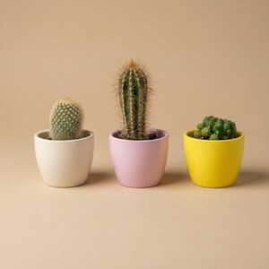 Op de afbeelding: Drie cactussen in potten. De cactus links staat in een witte pot, de middelste cactus in een roze pot en de cactus rechts in een gele pot. De achtergrond is beige.
