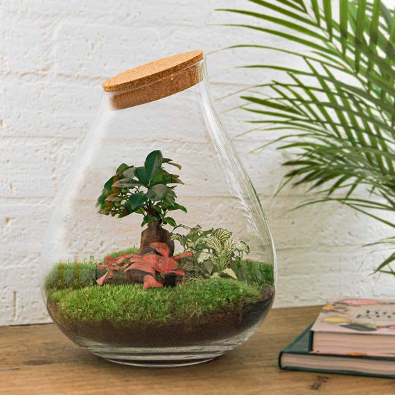 Drop XL Bonsai - Terrarium With Cork - Bottle Garden DIY Kit   24 Cm  37  Cm - Etsy