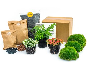 Kit de terrario de plantas • Helecho • 3 plantas de terrario • Plantas de terrario cerrado • Pack Hágalo usted mismo (DIY)