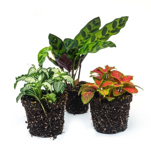 Terrarium plant package Lancifolia - 3 plants - Terrarium kit - urbanjngl.com
