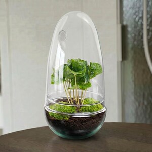 Könnte beinhalten: Ein klares Glasterrarium mit einem hohen, abgerundeten Kuppeldeckel und einer kleinen runden Belüftungsöffnung. Im Inneren wächst eine grüne Blattpflanze aus dunkler Erde, die mit hellgrünem Moos bedeckt ist, in einem runden Glasgefäß.