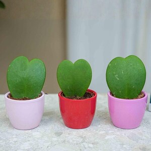 Op de afbeelding: Drie kleine potplanten met hartvormige bladeren. De planten staan in roze en rode keramische potten. De bladeren zijn heldergroen en de potten zijn gevuld met aarde. De planten zijn geplaatst op een licht oppervlak.