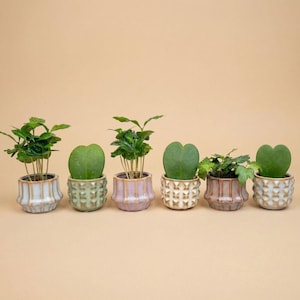 Op de afbeelding: Zes kleine potplanten met groene bladeren en hartvormige bladeren. De planten staan in decoratieve keramische potten in verschillende kleuren, waaronder wit, groen en paars. De potten hebben een textuurontwerp. De achtergrond is beige.