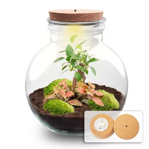 Flaschengarten • ↑ 26.5 cm • Teddy Bonsai • Pflanzenterrarium mit Pflanzen im Glas • Ökosystem mit Pflanzen • DIY terrarium set