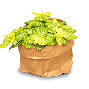 Fittonia Joly Lemon - White and Green (Fluor) - Mosaic plant - Terrarium plant - Baby - Mini - urbanjngl.com