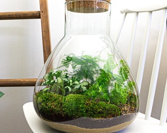 Terrarium DIY Kit • Sam XL • ↑ 35 cm • Sam XL • Terrario chiuso • Ecosistema con piante • Felce • Fittonia • Asparagi