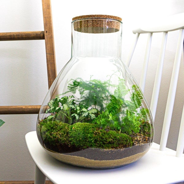 Kit DIY Terrarium • Sam XL • ↑ 35 cm • Sam XL • Terrarium fermé • Écosystème avec plantes • Fougère • Fittonia • Asperge