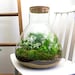 see more listings in the Terrarium Kits section