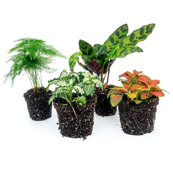 Terrarium Pflanzen Paket Lancifolia - 4 Pflanzen - Set Terrarium - Etsy.de