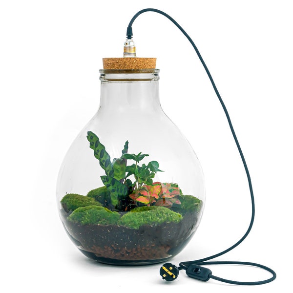 Terrarium DIY Kit • Big Paul Red • ↑ 45 cm - 52 cm • Led light in cork lid • Ecosystem with plants in closed terrarium