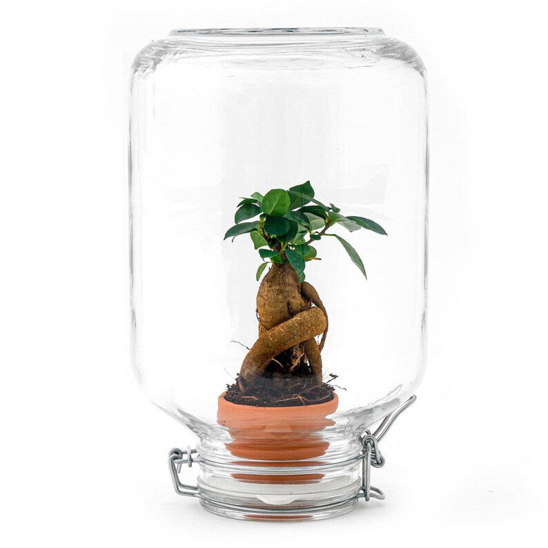 May include: A small bonsai tree with green leaves and a thick, textured trunk is potted in a terracotta pot. The plant is enclosed in a large, clear glass jar with a hinged lid and metal clasp, creating a miniature terrarium.